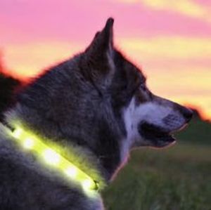 LED Dog Collars - See Your Dog at Night! Lightweight & Comfy